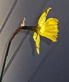 First Flower Of Spring_DSCF04140